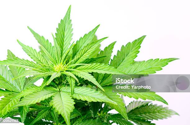 Marijuana Leaves Stock Photo - Download Image Now - Backgrounds, Bush, Color Image