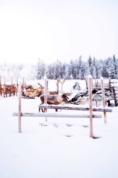 Reindeer Life Reindeers in the forest with sunset. Finland / Lapland bull pine stock pictures, royalty-free photos & images