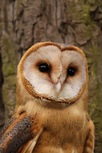istock Barn owl close-up closeup vertical photo 1205211670