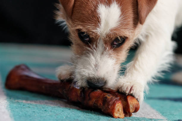 istock The puppy eats a bone on the carpet. Dog Jack Russell Terrier. 1205211698