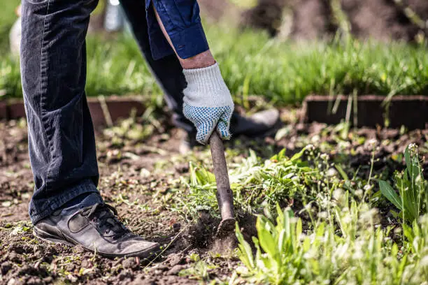 Photo of old man uproots hoe weeds in his garden