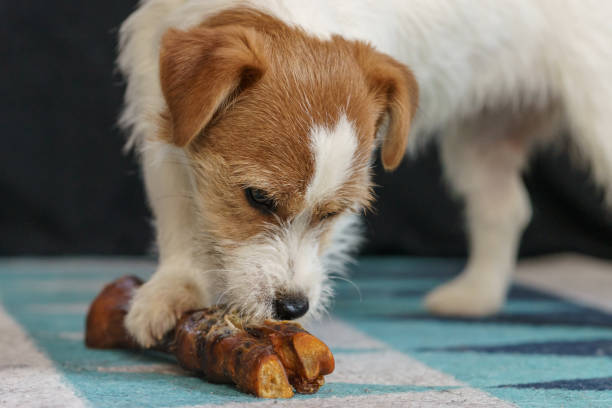 istock The puppy eats a bone on the carpet. Dog Jack Russell Terrier. 1205211835