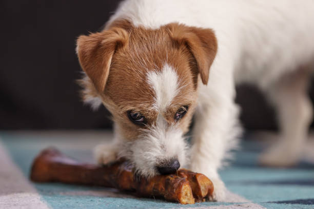 istock The puppy eats a bone on the carpet. Dog Jack Russell Terrier. 1205211838