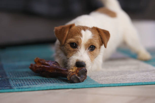 istock The puppy eats a bone on the carpet. Dog Jack Russell Terrier. 1205211923