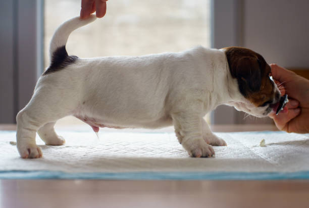 istock Puppy dog Jack Russell terrier posing for a photo. 1205211943