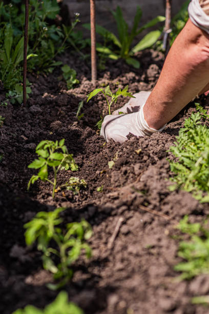 istock elderly woman plants young seedlings of tomatoes on a bed 1205211971
