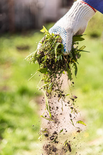 an old man throws out a weed that was harvested from his garden - uprooted vertical leaf root imagens e fotografias de stock