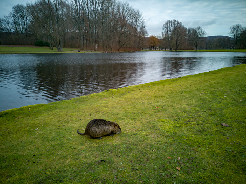 A kind of giant beaver walking near rhein river. According to a story, during a protest about nature and fur usage, activists released these animals to city of Bonn. After that, they reproduced and settled in a park near rhein river.