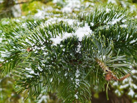Small snow pieces on pine leaves. Close up shooting in cloudy winter day.