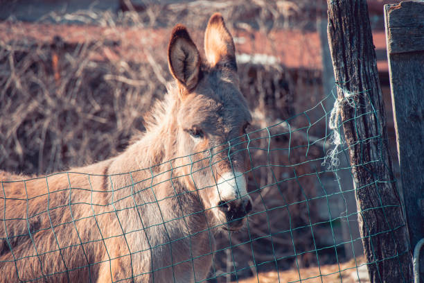 istock Donkey life, farm life. 1205212604