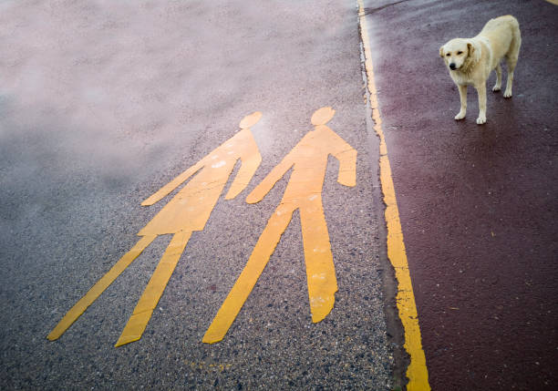 Yellow walking sign on road with standing dog.