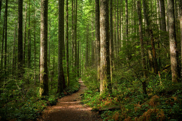 Path Through Sunlit Forest A trail through a sunlit Pacific Northwest forest. deciduous tree stock pictures, royalty-free photos & images