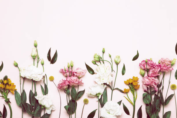 Flower flat lay for decorative design on white background. Minimal romantic hipster concept, mockup background.