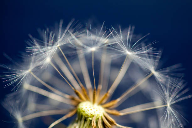 A close-up image of a dandelion