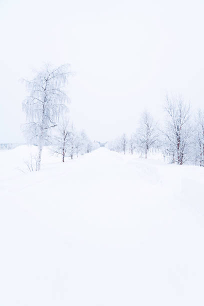 Winter Landscape with Snow and Pine Trees at Lapland / Finland