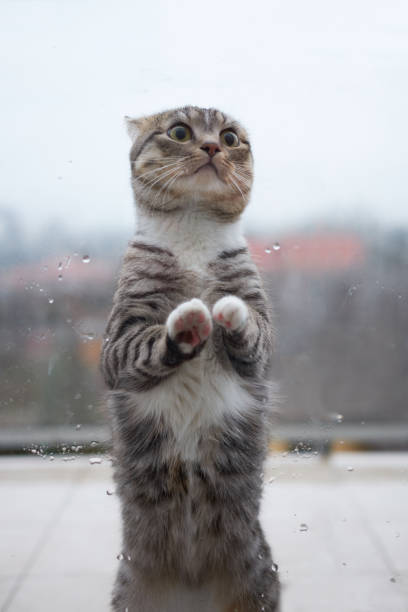 istock Cat gets chilly outside of window on a balcony due to cold rainy weather and asks getting inside. 1205218541