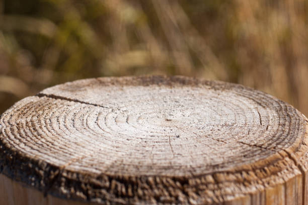istock Close-up of cross section of tree trunk 1205218581