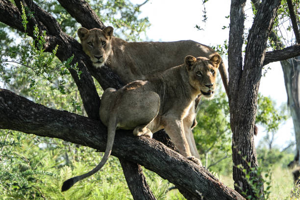 istock Lions @ Kruger Nationalpark 1205218755