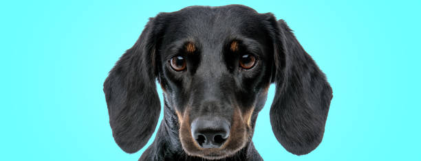 istock cute little teckel dachshund puppy dog looking amazed 1205219234