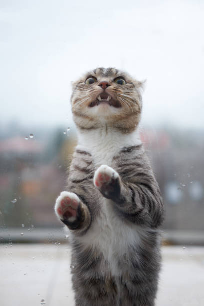 istock Cat getting cold outside of window due to cold rainy weather and begging asking inside. 1205220183