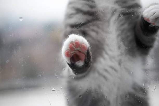 istock Cat's paws on a rainy window outside 1205220187