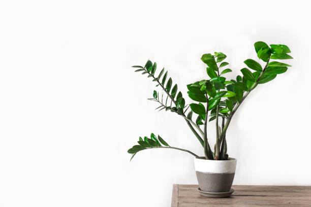 istock Zamiokulkas potted plant 1205220189
