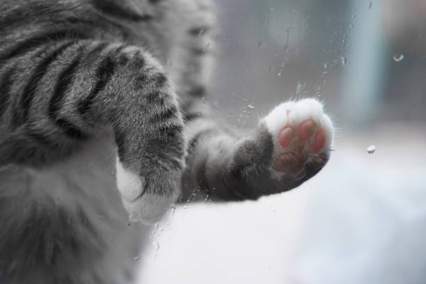 istock Cat's paw on a window outside 1205220190