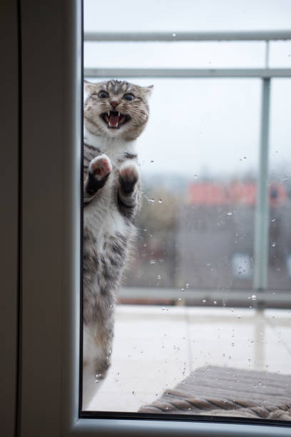 istock Cat getting cold outside of window due to cold rainy weather and begging getting inside. 1205220196
