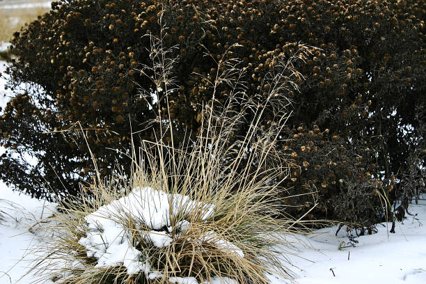 istock dry plants on a snow-covered lawn 1205220212