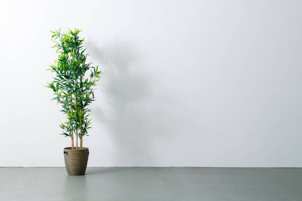 istock Beautiful green potted plant on white wall 1205220433
