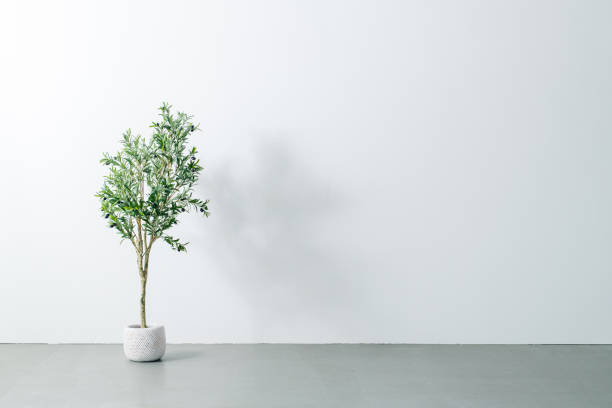 istock Beautiful green potted plant on white wall 1205220435
