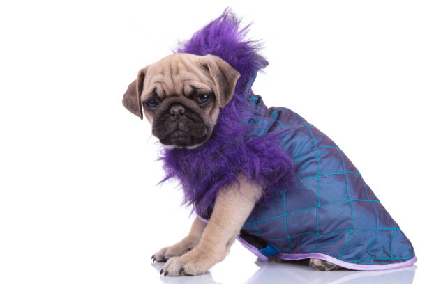 istock side view of pug wearing purple jacket on white background 1205220452