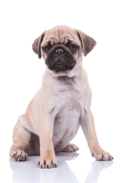 istock cute pug looking to side on white background 1205221261