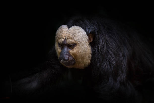 istock White-Faced Saki Monkey Closeup Portrait on Black Background 1205221306