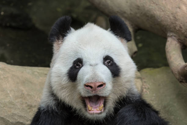 giant panda bear usta otwarte zbliżenie portret - melanoleuca zdjęcia i obrazy z banku zdjęć