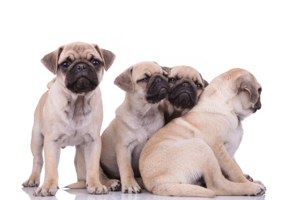 istock team of four cute pugs looking to side on white background 1205221331