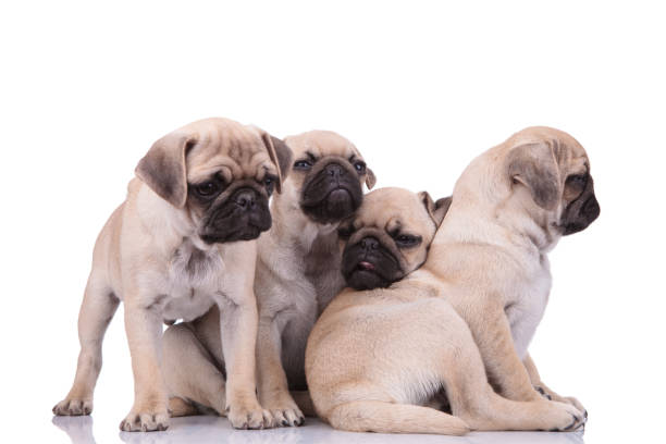 istock team of four sleepy pugs sitting on white background 1205221344
