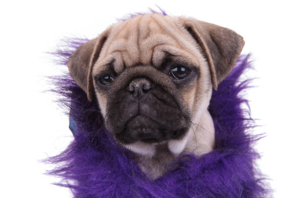 istock cute pug wearing purple costume on white background 1205222494