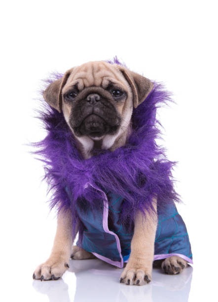 istock adorable pug wearing purple jacket on white background 1205222506
