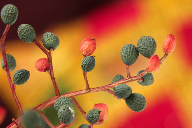 Pistacia lentiscus on colorful background