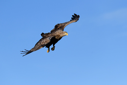 White-tailed eagle or sea eagle hunting in the sky over a Fjord near Vesteralen island in Northern Norway.