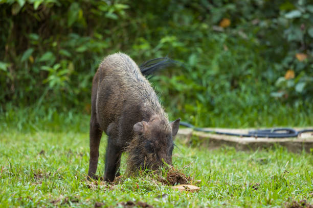istock Baby wild boars sleeping on grass 1205222748