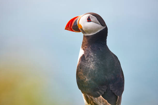 Puffin on Mykines cliffs and atlantic ocean. Faroe birdlife Puffin on Mykines cliffs and atlantic ocean. Faroe islands birdlife mykines faroe islands photos stock pictures, royalty-free photos & images