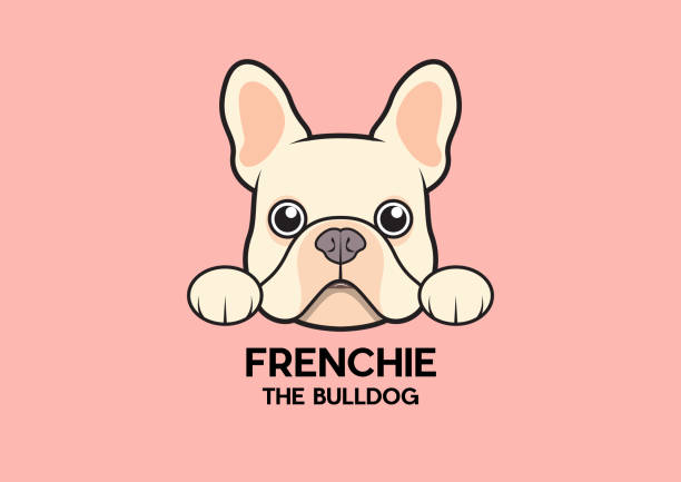 A cute little frenchie is stick to the edge of the table and waiting for some foods The brown-cream French Bulldog. This is Frenchie Series in portrait photo style french bulldog stock illustrations