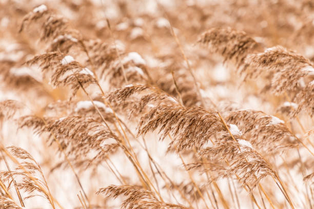 istock Beautiful horizontal background or texture of the   feather grass or kovyl field covered with hoar or rime in cold, chill or frost winter weather 1205224322