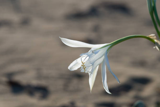 морские лилии, белый pancratium maritimum на естественном фоне песка - морская лилия стоковые фото и изображения