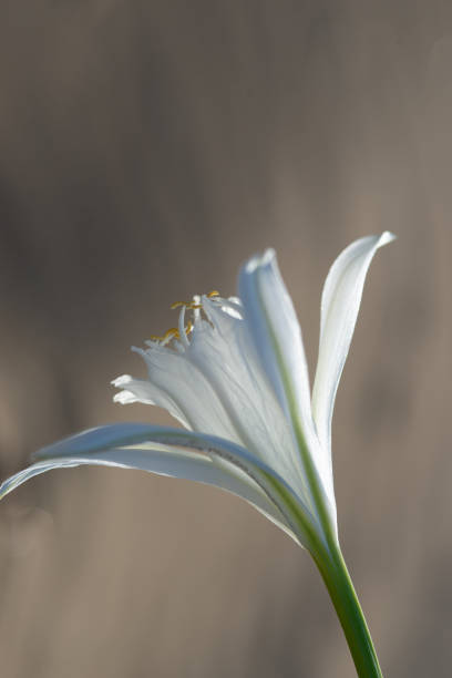 Sea lillies,Pancratium maritimum on natural sand background