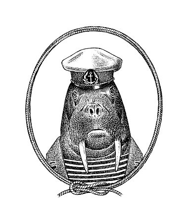 Sailor walrus character or mariner sea cow. Hand drawn Animal person portrait. Engraved monochrome sketch for card, label or tattoo. Hipster Anthropomorphism