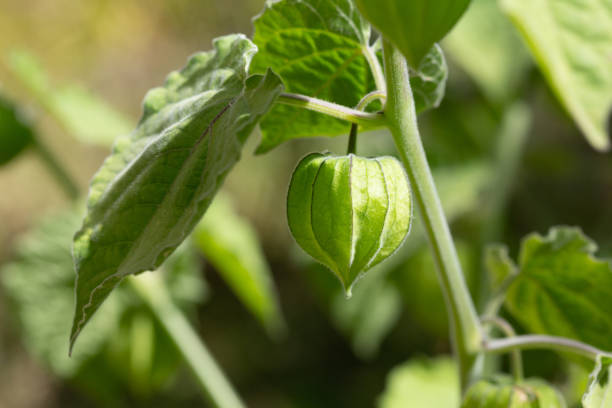 istock A Poha or Cape gooseberry - Physalis peruviana 1205226285