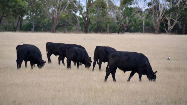 Herd of Black Angus cattle livestock in a dry white grass paddock in australia stock photo